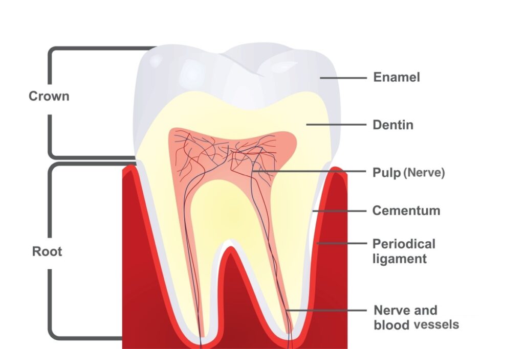 Anatomical cross-section diagram of a tooth showing labeled parts including crown, root, enamel, dentin, pulp, cementum, periodontal ligament, and nerve and blood vessels